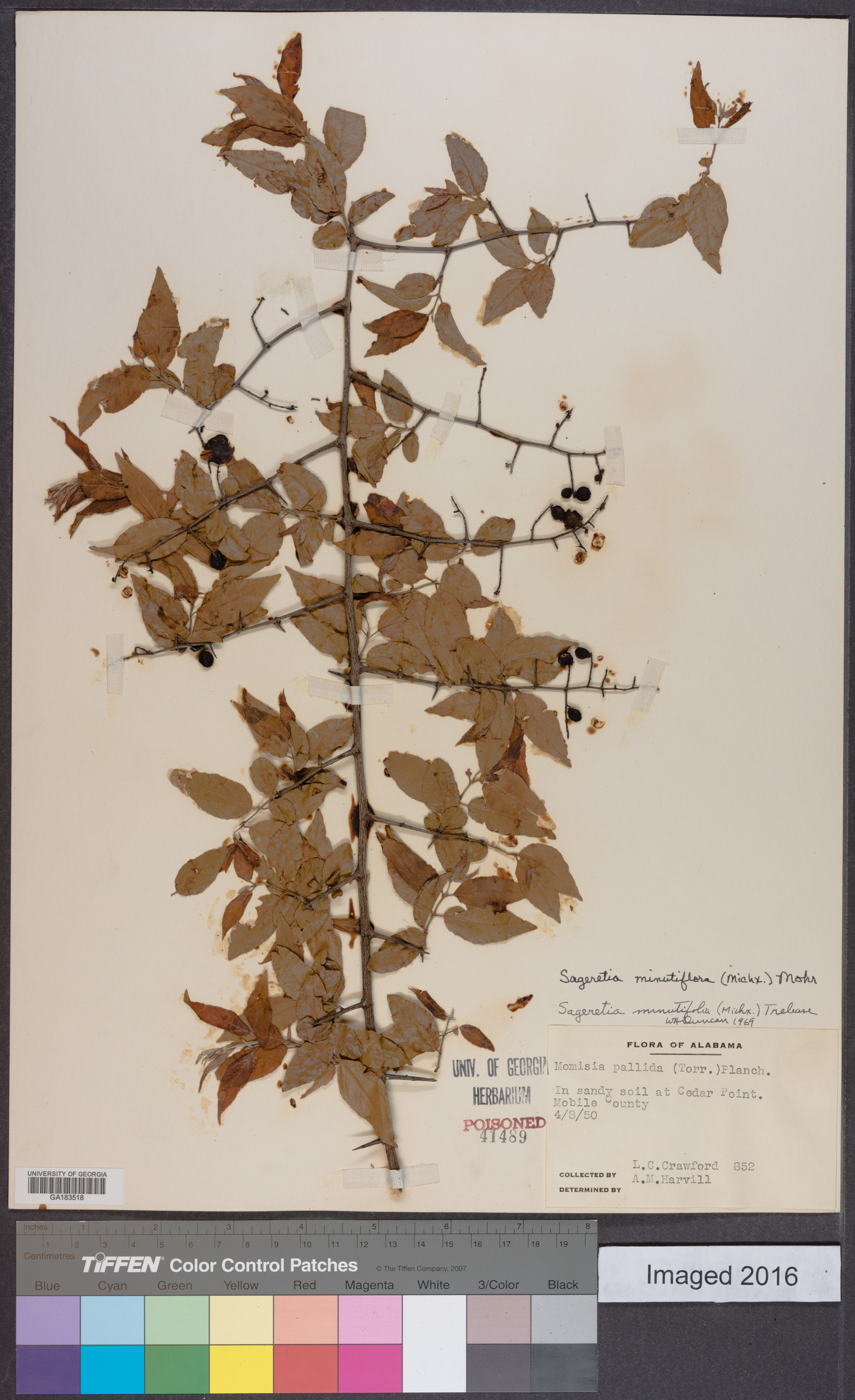 Sageretia minutiflora image