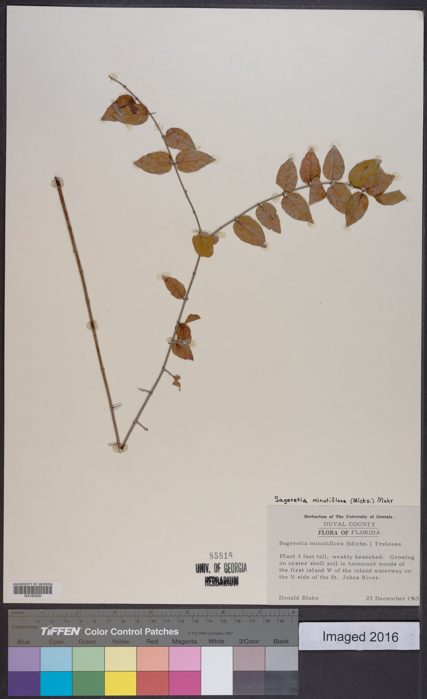 Sageretia minutiflora image