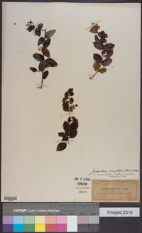 Sageretia minutiflora image