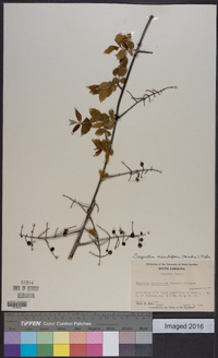 Sageretia minutiflora image