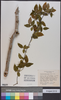 Sageretia minutiflora image