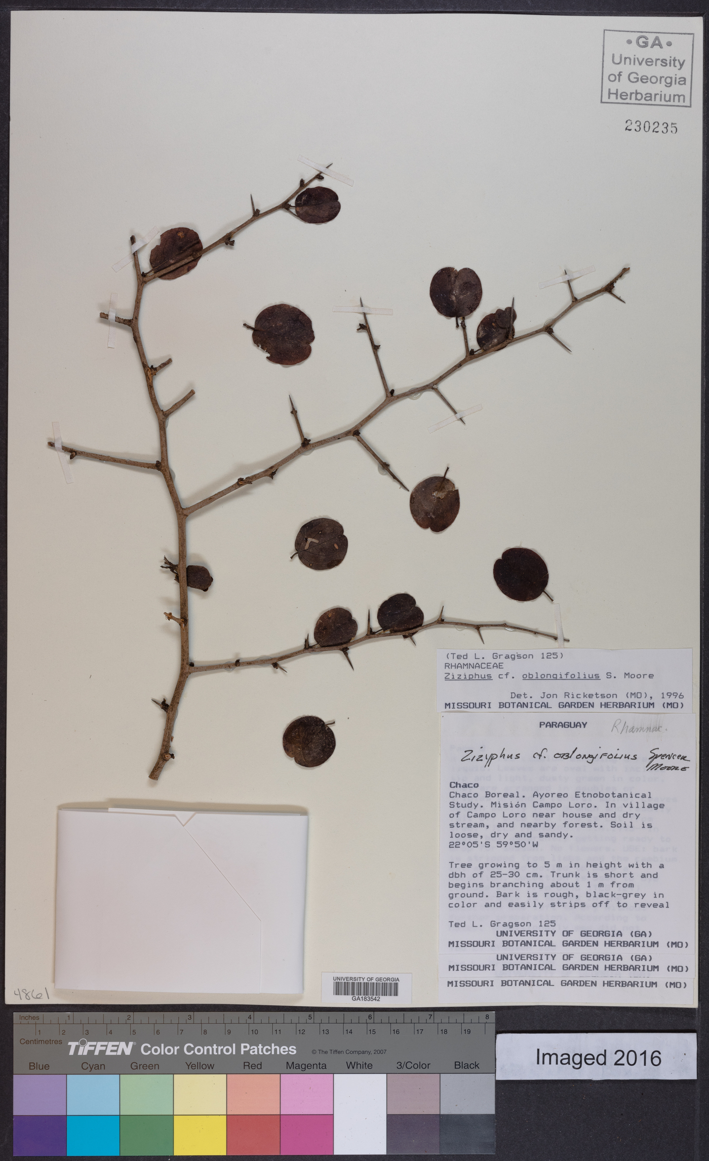 Ziziphus mistol image
