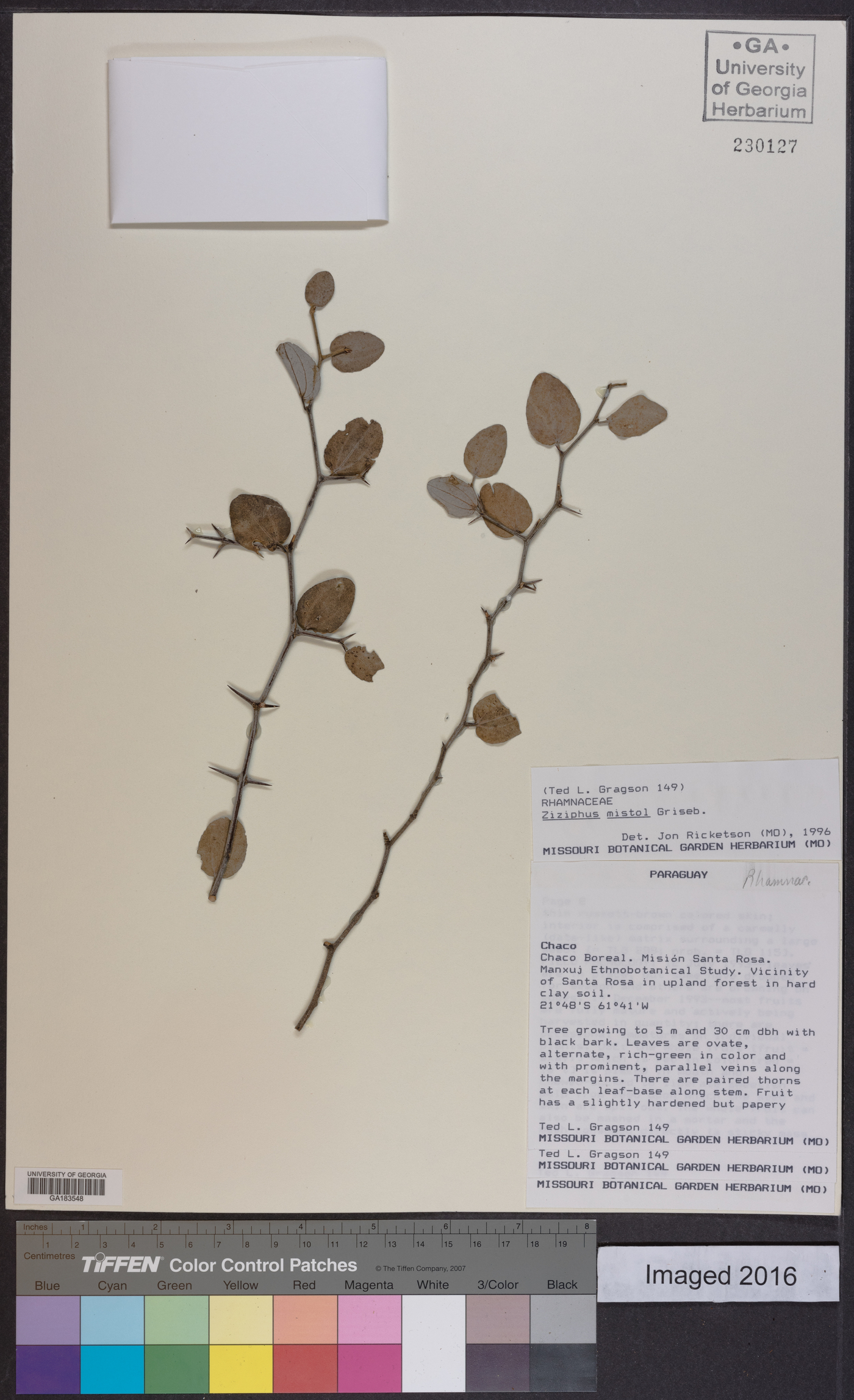 Ziziphus mistol image