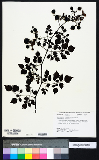 Ampelopsis arborea image