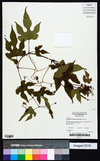 Ampelopsis brevipedunculata image