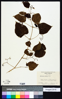 Ampelopsis cordata image