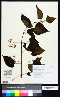 Ampelopsis cordata image