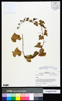 Ampelopsis cordata image