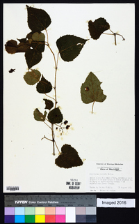 Ampelopsis cordata image