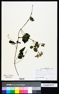 Cayratia japonica image