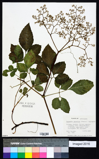 Cayratia japonica image