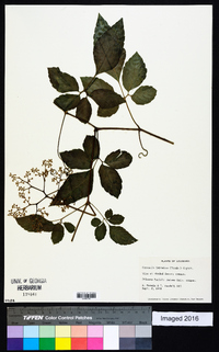 Cayratia japonica image