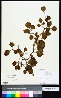 Cissus trifoliata image