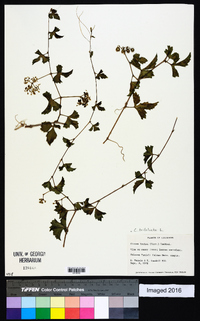 Image of Cayratia trifolia