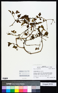 Cayratia trifolia image