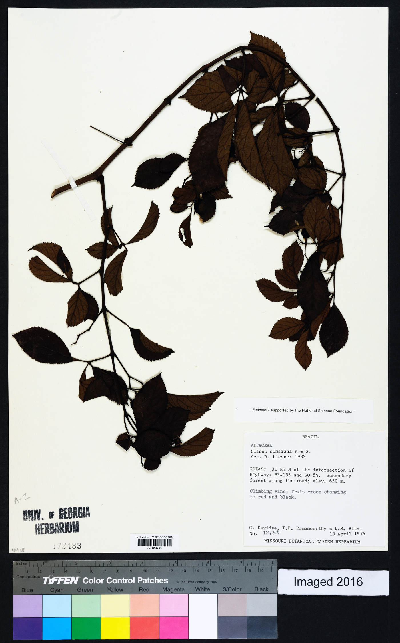 Cissus simsiana image