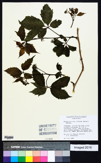 Parthenocissus inserta image