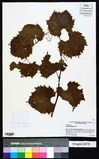 Vitis acerifolia image