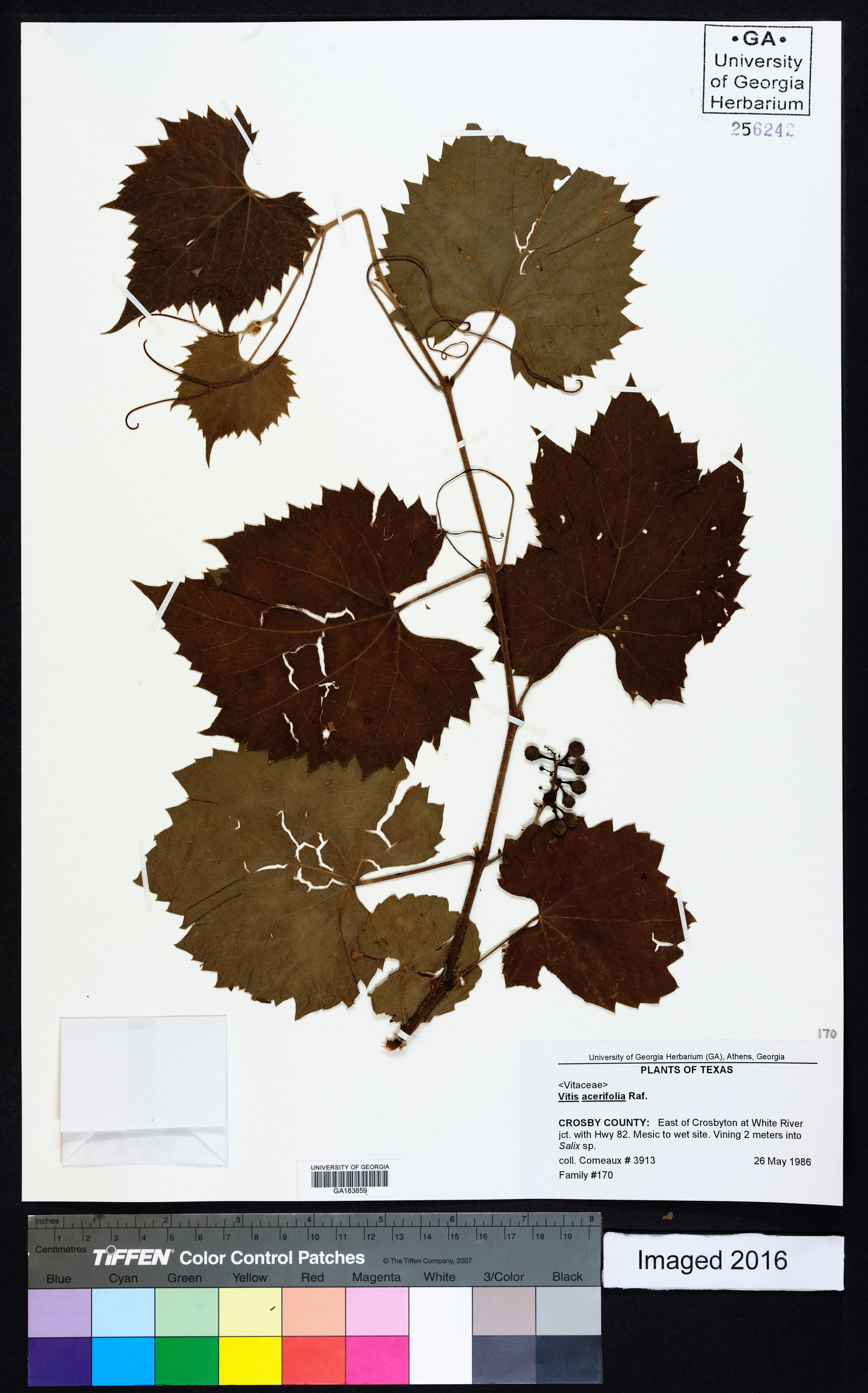 Vitis acerifolia image