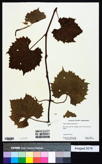 Vitis acerifolia image