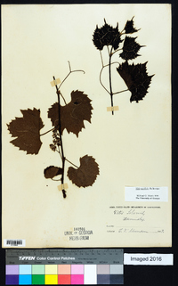 Vitis acerifolia image