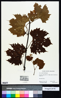 Vitis acerifolia image