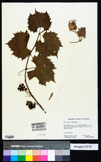 Vitis acerifolia image