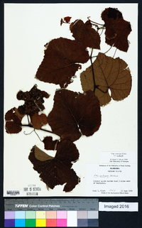 Vitis aestivalis var. aestivalis image