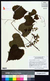 Vitis aestivalis var. aestivalis image