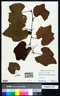 Vitis aestivalis var. aestivalis image