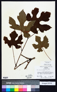 Vitis aestivalis var. aestivalis image