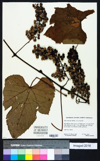 Vitis aestivalis var. aestivalis image