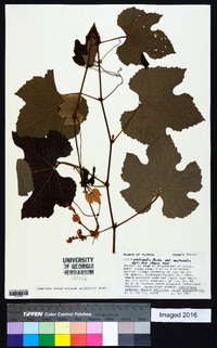 Vitis aestivalis var. aestivalis image
