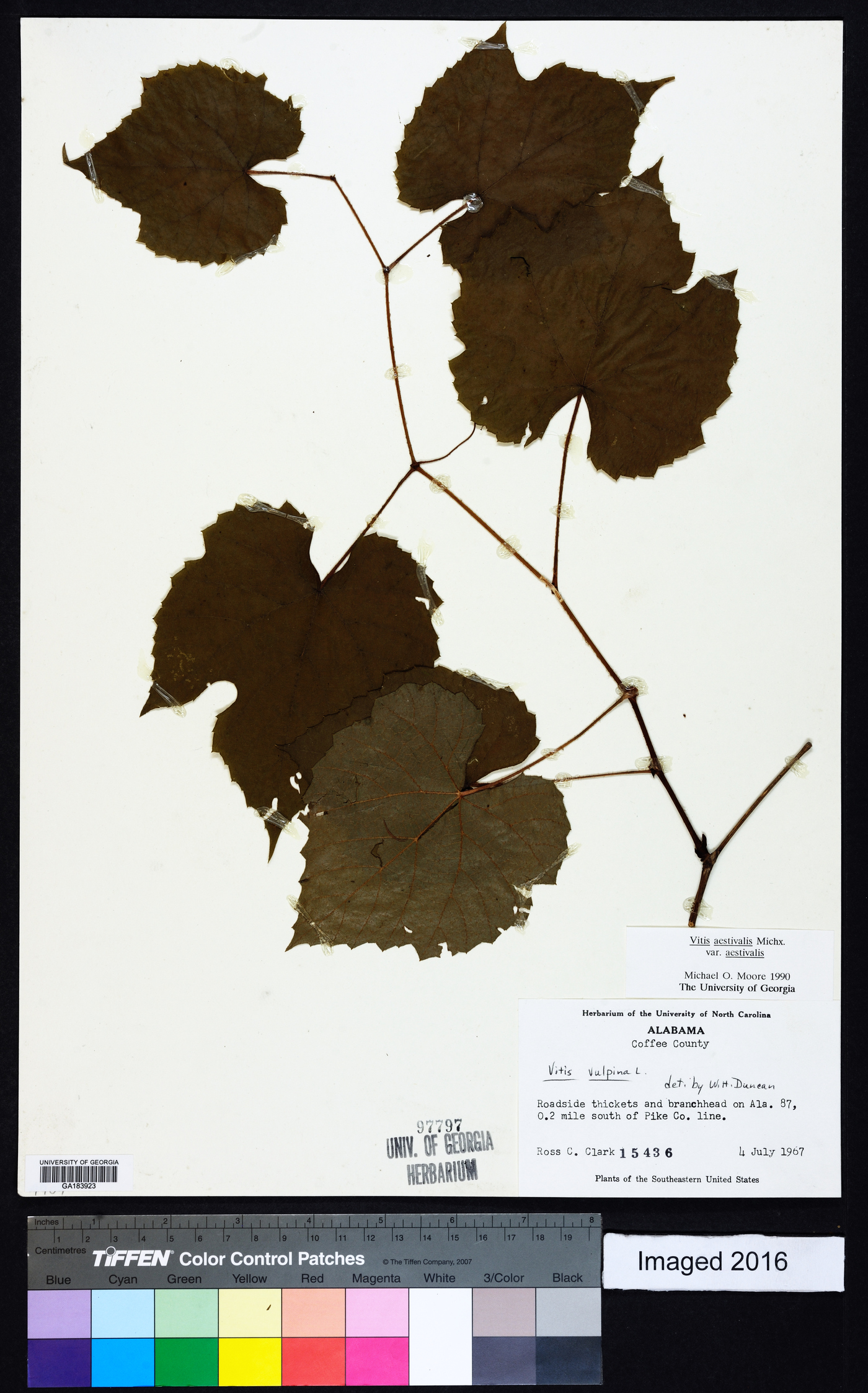 Vitis aestivalis var. aestivalis image