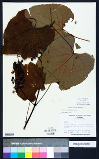 Vitis aestivalis var. aestivalis image