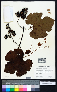 Vitis aestivalis var. aestivalis image