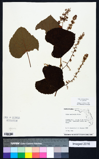 Vitis aestivalis var. aestivalis image