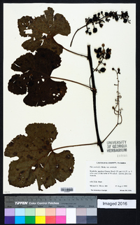 Vitis aestivalis var. aestivalis image