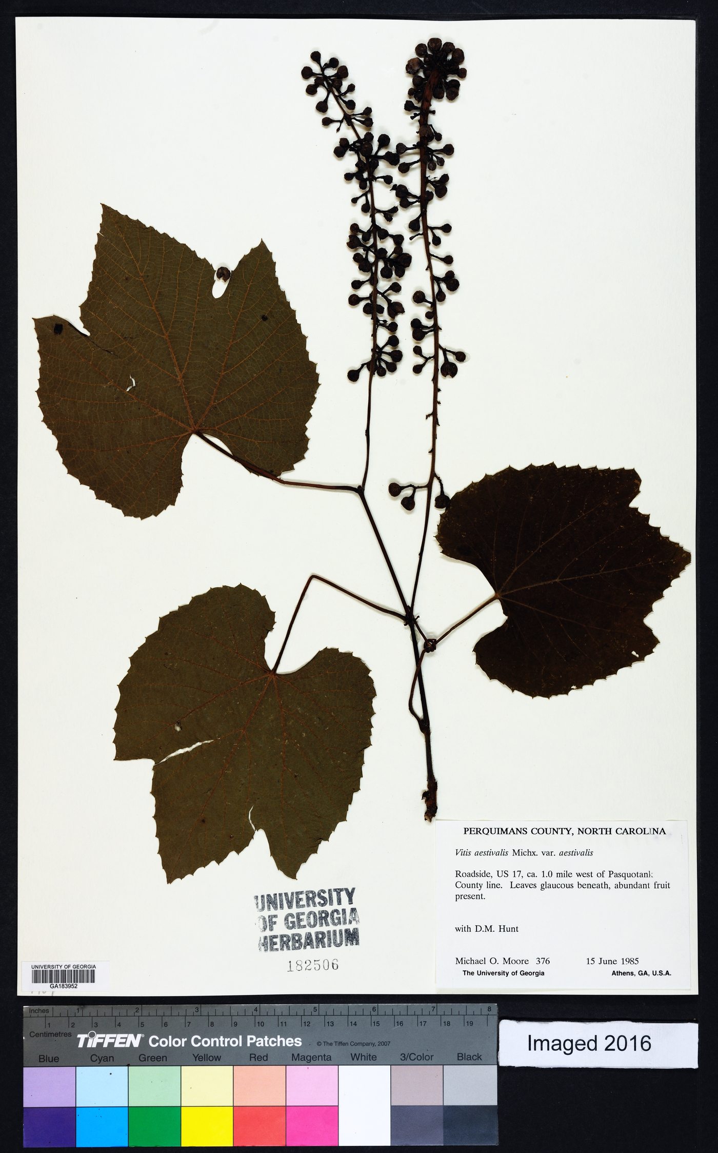 Vitis aestivalis var. aestivalis image