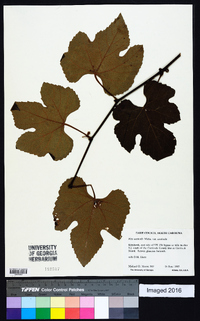 Vitis aestivalis var. aestivalis image