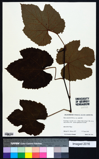 Vitis aestivalis var. aestivalis image