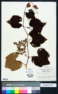 Vitis aestivalis var. aestivalis image