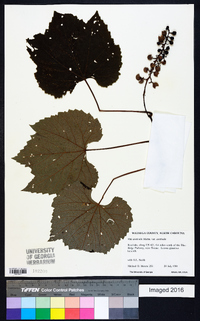 Vitis aestivalis var. aestivalis image