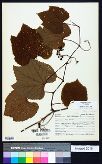 Vitis aestivalis var. aestivalis image