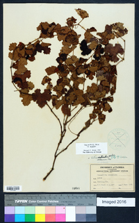 Vitis aestivalis var. aestivalis image