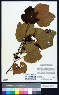 Vitis aestivalis var. aestivalis image