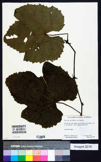 Vitis aestivalis var. aestivalis image