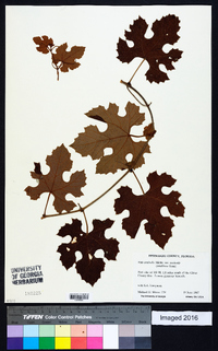 Vitis aestivalis var. aestivalis image