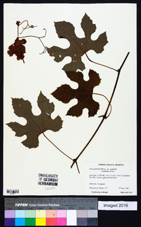 Vitis aestivalis var. aestivalis image