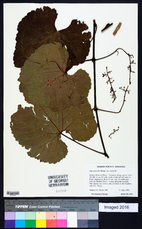 Vitis aestivalis var. aestivalis image